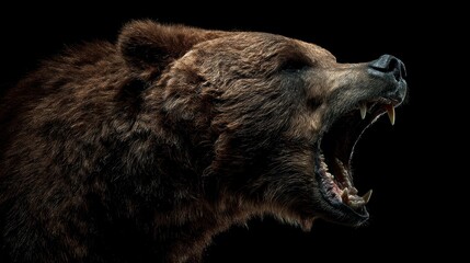 Fototapeta premium A roaring brown bear with sharp teeth is shown in dramatic lighting against a black background