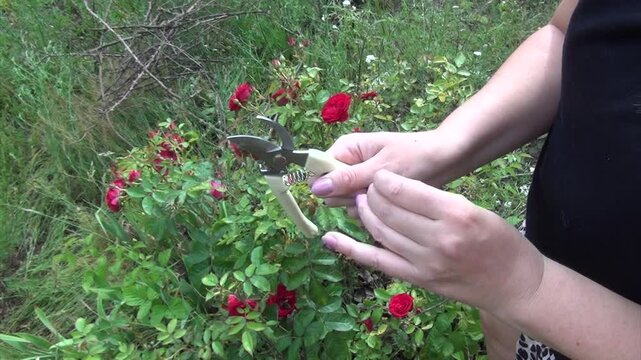 A woman holds garden secateurs in her hand and removes a splinter from a rose thorn from her palm. Tends to a bush of scarlet roses. Prunes excess branches with secateurs. Rose bush.