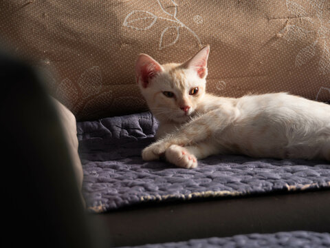 Adorable Sleeping Cat in Soft Natural Light