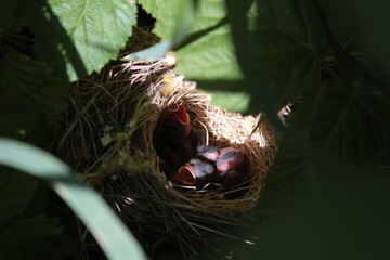 the chicks that hatched in the nest