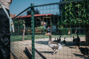 A domestic goose strides confidently inside a fenced enclosure on a farm. The scene captures the...