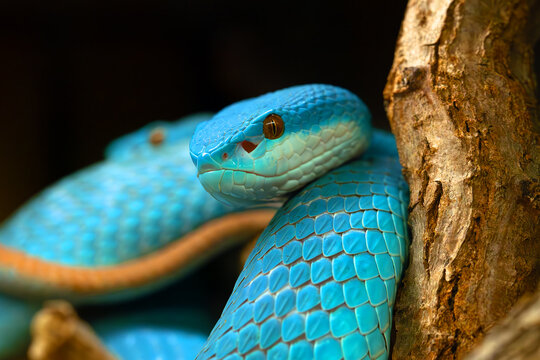 Trimeresurus insularis or Indonesian pit viper, Lesser Sunda Islands pit or Sunda white-lipped pit or red-tailed pit viper, portrait of a blue-colored version of a beautiful Indonesian venomous snake.