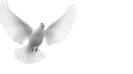 Obraz premium White pigeon flying with open wings in mid-air motion isolated on white background 