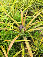 Very young pineapple plant with a small fruit that is slowly starting to grow. Baby pineapple in a plantation on Sao Miguel, the islands of the Azores