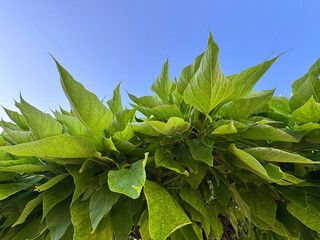 Ornamental Catalpa bungeii trees with round pruned crowns by a lake on a sunny day in a landscaped...