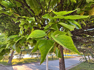 Ornamental Catalpa bungeii trees with round pruned crowns by a lake on a sunny day in a landscaped...