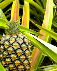 Close up of an almost ripe pineapple about to be harvested in a greenhouse on a pineapple plantation on Sao Miguel, on the Azores Islands.