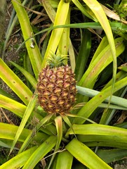 Close up of an almost ripe pineapple about to be harvested in a greenhouse on a pineapple...