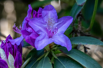 Purple Rhododendron in full bloom – Flowering ornamental shrub in the garden or park in spring
