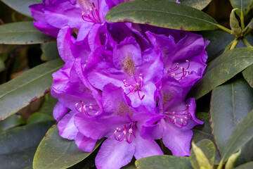 Purple Rhododendron in full bloom – Flowering ornamental shrub in the garden or park in spring
