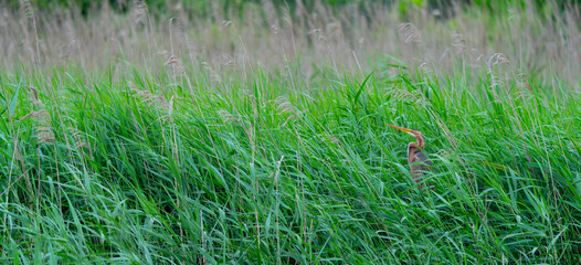 Purple Heron (Ardea purpurea) in the Santoña, Victoria, and Joyel Marshes Natural Park. Santoña,...