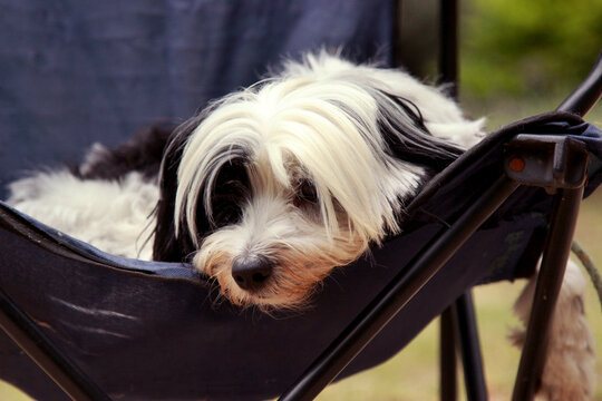 Close up of a small dog resting on a camp chair