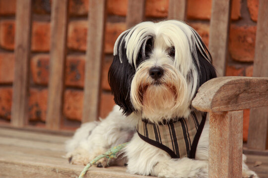 Small dog sitting on a bench outside the house