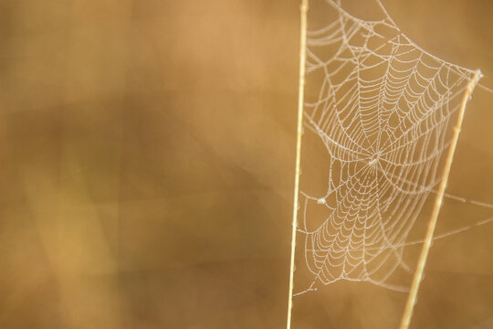 Dew covered spider web strung between two blades of grass