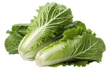 Fresh Napa Cabbage isolated on white background .Crisp Texture, Nutrient-Rich Cabbage  illustration on white
