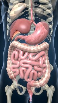 3D Animation of Human Digestive System with Rib Cage and Pelvis Bones Showing The Complexity and Interconnectedness of The Digestive Process on Dark Background