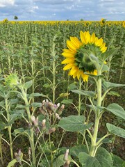 Sonnenblumenfeld