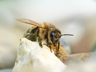 In an enchanting world, a bee hovers gracefully over vibrant petals, immersed in electric hues and...