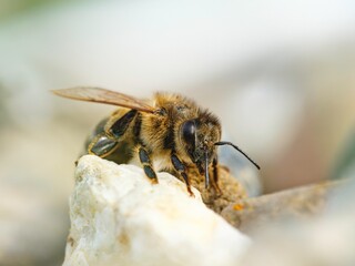 In a vibrant garden, a macro view captures bees delicately perched on flowers, surrounded by...