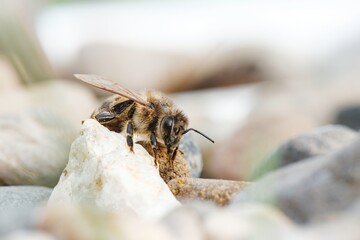 Amidst a stunning display of vivid flowers, bees navigate the vibrant colors, creating an enchanting atmosphere perfect for artistic inspiration and commercial creativity