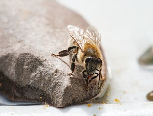 A macro capture reveals a bee delicately interacting with vibrant, surreal flowers, showcasing...