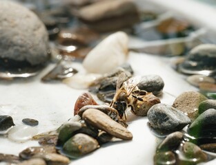 A bee dances through luminous pebbles, its delicate form glistening with vibrant hues of pink and blue