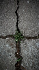 A small plant growing in a crack in the concrete sidewalk with small white flowers visible along the crack