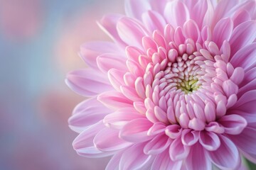 Natural beauty, pink chrysanthemum close-up, floral textures and delicate lighting