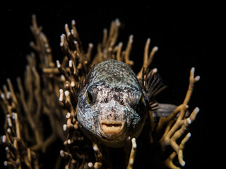 Masked pufferfish in hard corals - night dive