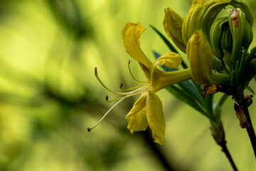 Close-up of vibrant yellow azalea flowers in full bloom – spring nature scene