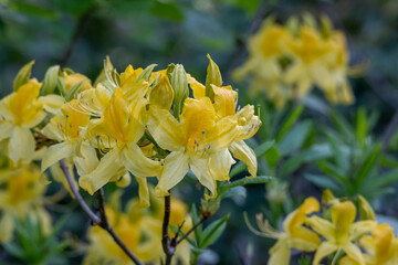 Close-up of vibrant yellow azalea flowers in full bloom &ndash; spring nature scene