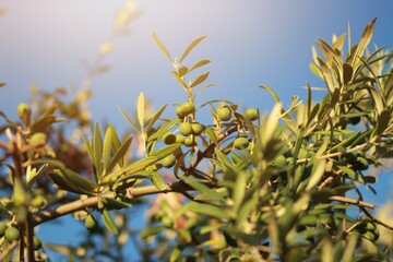 olive tree branch