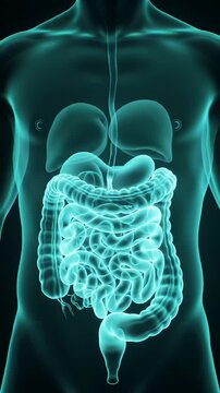 Cyan Digestive System Inside Translucent Torso in Detailed 3D Animation on Dark Background Perfect for Health Awareness and Medical Visualizations