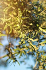 olive branch in the sun