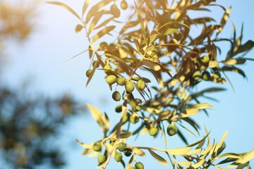 The sun's rays shine on some small, green olives on the branches of the tree.