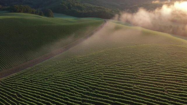 Beautiful vineyard landscape during sunrise with mist rolling over hills in springtime