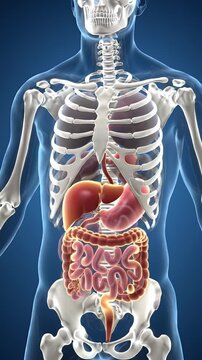 Detailed Medical Illustration of Human Anatomy with Digestive Organs and Skeletal Structure on Blue Backdrop