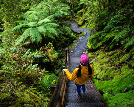 girl hiker walking wooden stairs along trail to Lake Matheson, admiring lush green vegetation and dense rainforest with ferns, Westland Tai Poutini National Park, West Coast, South Island, New Zealand