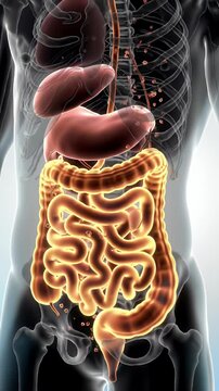 Detailed View of Human Digestive System Anatomy with Glowing Intestines Liver Stomach and Transparent Skeleton on Gradient Blue Background