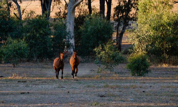Two brown horses cantering in a paddock
