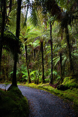 Scenic trail leading to Lake Matheson surrounded by stunning tree ferns ponga and lush temperate rainforest, Westland Tai Poutini National Park, West Coast, South Island, New Zealand