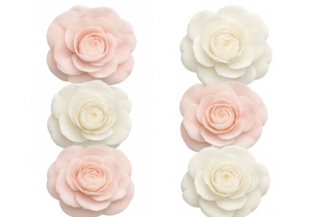 Six pink and white camellia flowers isolated on transparent background create a delicate and elegant composition
