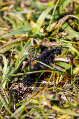 Peacock Butterfly Caterpillar (Aglais io) on Bull Island, Ireland – nettles, meadows, grasslands