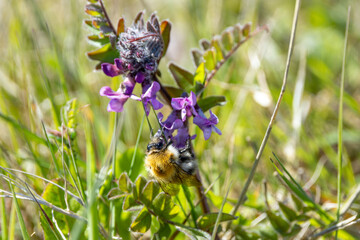 Common Carder Bee (Bombus pascuorum) on Bull Island, Ireland – grasslands, meadows, coastal dunes