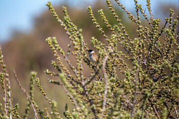 Male Reed Bunting (Emberiza schoeniclus) on Bull Island, Ireland – wetlands, reedbeds, marshes