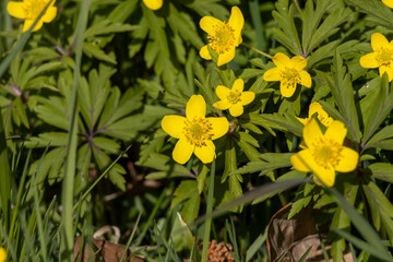 Close-up of anemone ranunculoides – yellow wood anemone or buttercup anemone in bloom