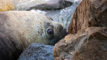 portrait of large male southern elephant seal (mirounga leonina) yawning and showing teeth on rocky shore near blue penguin colony, Oamaru, Otago, South Island, New Zealand
