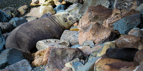 portrait of large male southern elephant seal (mirounga leonina) yawning and showing teeth on rocky shore near blue penguin colony, Oamaru, Otago, South Island, New Zealand