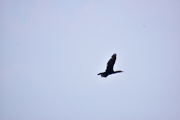 空を背景に飛んでいるカワウ