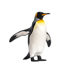 Fototapeta premium Adélie Penguin Walking Forward with Flippers Spread, Transparent Background